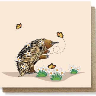 Echidna catching butterflies