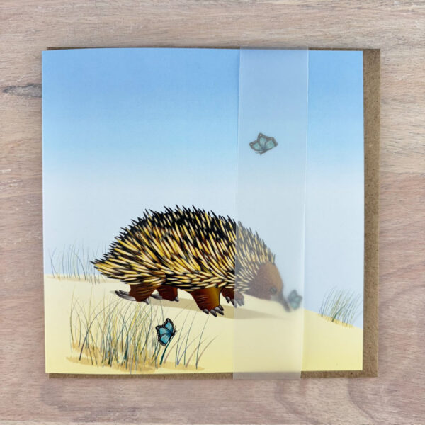 echidna chasing butterflies with belly band packaging.