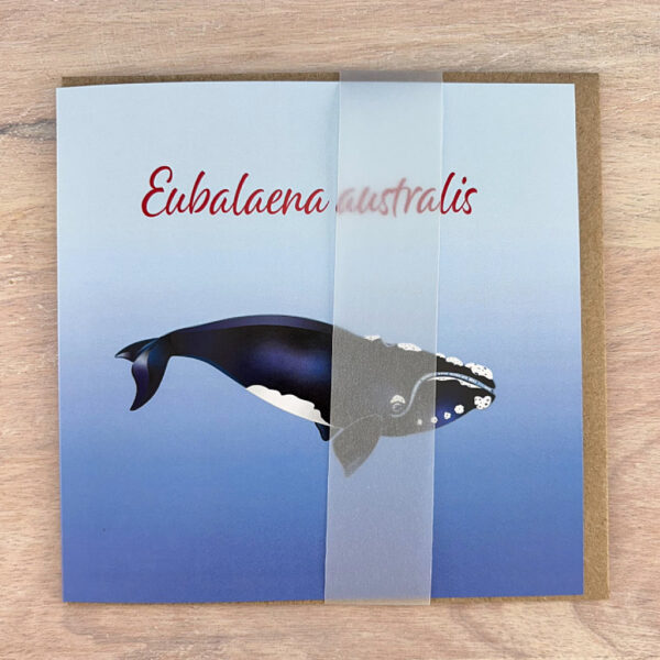 Southern Right Whale Card - Image 2