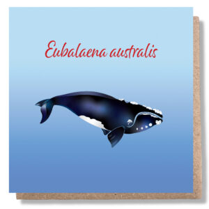 Southern-Right-Whale-Greeting-card