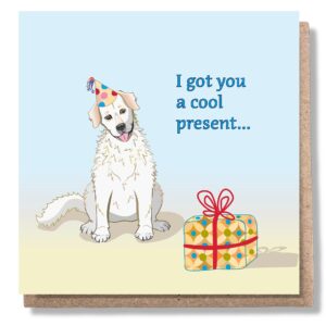 A Maremma sheepdog eyes off a present.